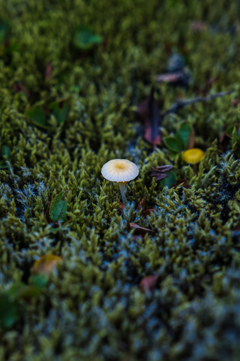 View of a small white mushroom stands out amidst a carpet of vibrant green moss highlighting the delicate beauty Skaftárhreppur Iceland. View of a small white mushroom stands out amidst a carpet of vibrant green moss highlighting the delicate beauty Skaftárhreppur Iceland.