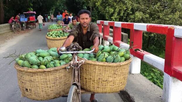 View of a man transporting green mangoes on a bicycle Bangladesh.