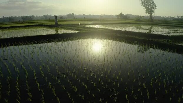 Aerial view of sun reflecting in rice paddies at sunrise in Bali Indonesia. Aerial view of sun reflecting in rice paddies at sunrise in Bali Indonesia.