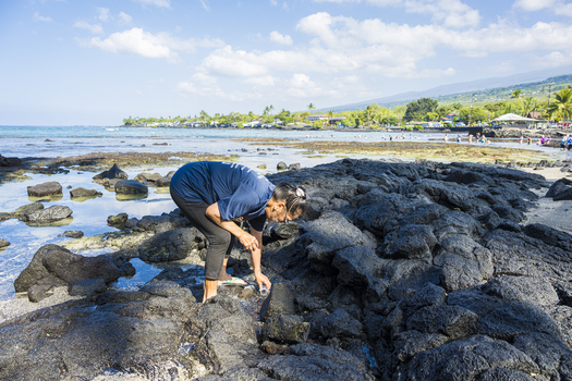 Aerial view of a woman examining dark volcanic rocks at Kahalu u Beach Park with the coastline and blue sky in the background in Kailua Kona Hawaii United States. Aerial view of a woman examining dark volcanic rocks at Kahalu u Beach Park with the coastline and blue sky in the background in Kailua Kona Hawaii United States.