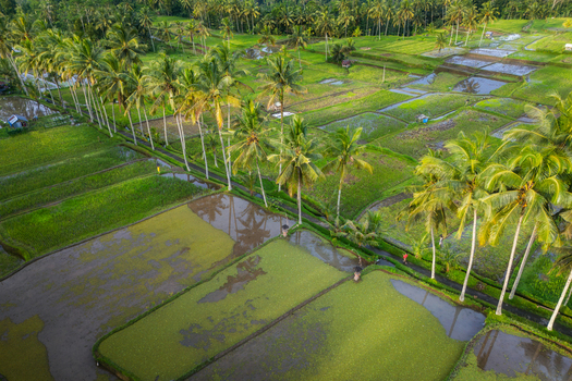 Aerial view of Mancingan Rice Terrace with lush palm trees and water filled paddies under soft light in Tampaksiring Bali Indonesia. Aerial view of Mancingan Rice Terrace with lush palm trees and water filled paddies under soft light in Tampaksiring Bali Indonesia.