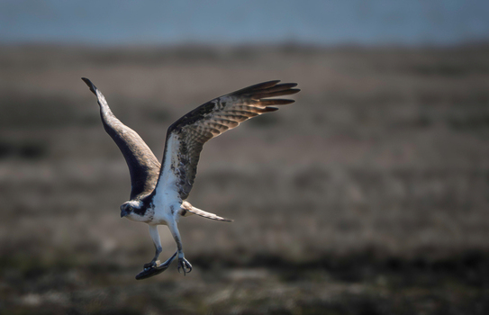 View of Edwin B. Forsythe National Wildlife Refuge with an osprey in flight carrying a fish in its talons in Galloway New Jersey United States. View of Edwin B. Forsythe National Wildlife Refuge with an osprey in flight carrying a fish in its talons in Galloway New Jersey United States.
