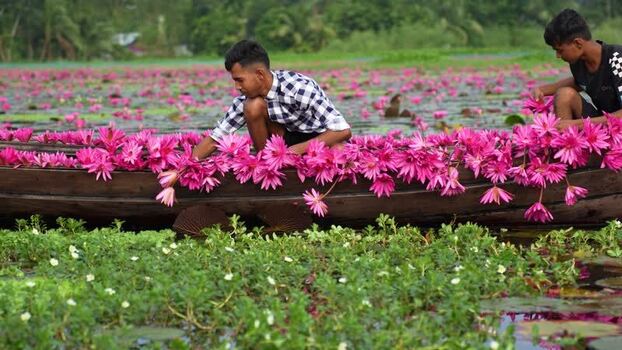 View of men harvesting pink water lilies in a boat Bangladesh. View of men harvesting pink water lilies in a boat Bangladesh.