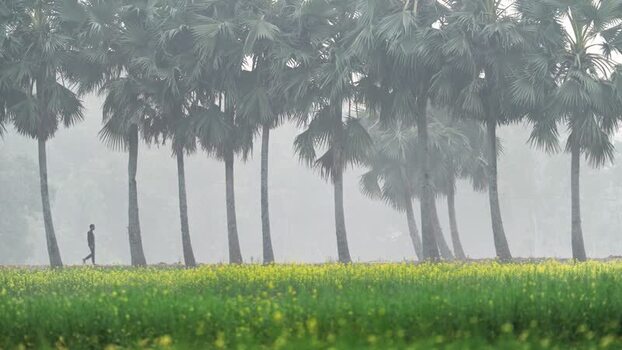 View of a man walking past palm trees and mustard fields Bangladesh. View of a man walking past palm trees and mustard fields Bangladesh.