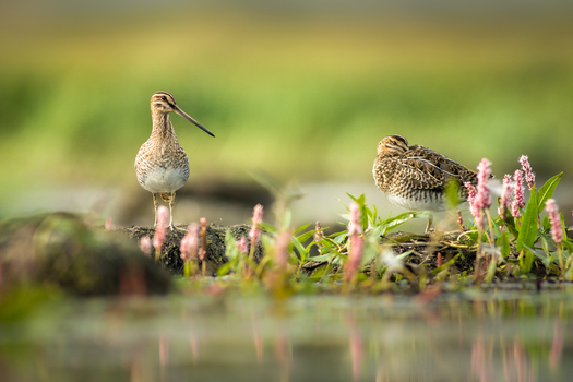View of two common snipes standing among pink flowers in a wetland area with soft natural lighting in Debrzno Pomeranian Voivodeship Poland. View of two common snipes standing among pink flowers in a wetland area with soft natural lighting in Debrzno Pomeranian Voivodeship Poland.