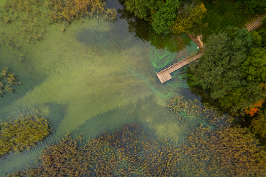 Aerial view of a wooden pier extending into a lake with green algae marshy reeds and dense forest on the shore Lithuania. Aerial view of a wooden pier extending into a lake with green algae marshy reeds and dense forest on the shore Lithuania.