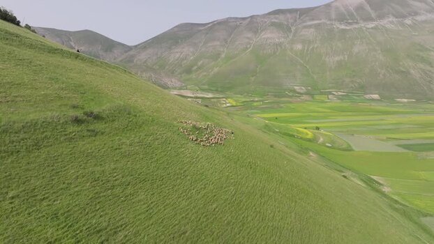 Aerial view of sheep grazing on the hills of Castelluccio Italy.