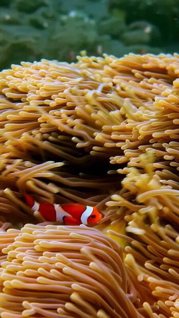 View of a clownfish swimming in a sea anemone in Bali Indonesia. View of a clownfish swimming in a sea anemone in Bali Indonesia.
