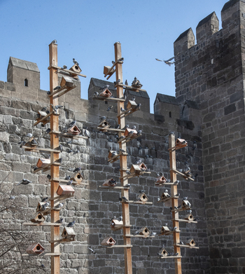 View of numerous wooden birdhouses on tall poles with pigeons perched near the historic stone walls of Kayseri Castle under a clear blue sky Kayseri Kayseri Turkiye.
