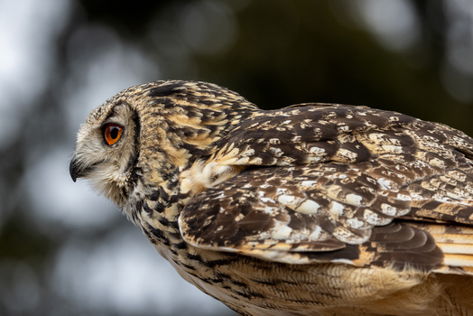 View of a majestic owl with detailed brown and white feathers and a striking orange eye in profile Selestat Grand Est France.