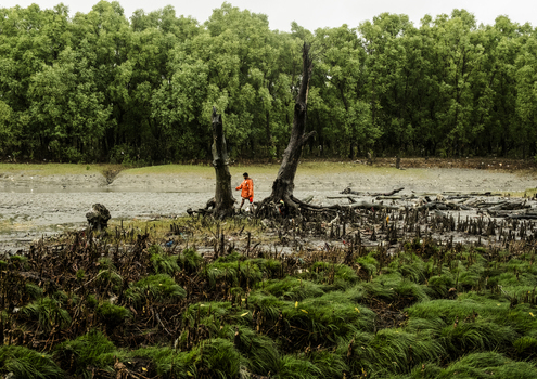 Chattogram Chittagong Division Bangladesh 23 July 2026 View of a person in an orange jacket walking through a muddy mangrove area with dead tree trunks and green grass.