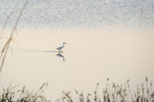 View of a white egret walking through the calm shallow waters of Narta Lagoon with soft reflections and reeds in the foreground Zvernec Vlore County Albania.