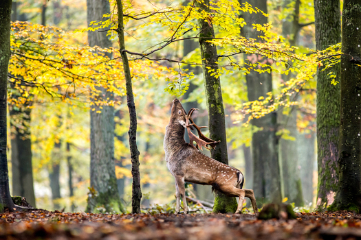 View of a fallow deer reaching for leaves in an autumn forest with golden foliage and tall trees in Debrzno Pomeranian Voivodeship Poland.