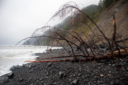View of a fallen tree on a black pebble beach next to the ocean waves under a misty sky and steep cliffs at the Lost Coast Humboldt County California United States.