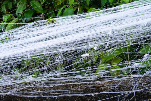 View of thick white spider webs covering green leaves and a stone wall in Ratnapura Sabaragamuwa Province Sri Lanka. View of thick white spider webs covering green leaves and a stone wall in Ratnapura Sabaragamuwa Province Sri Lanka.