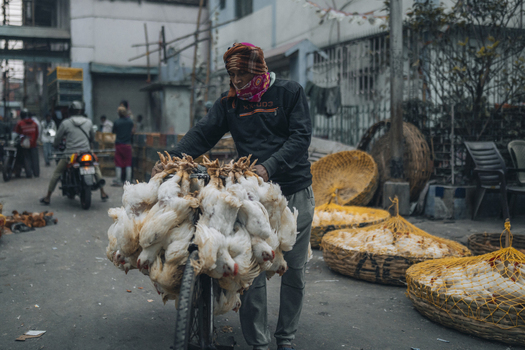 Kolkata India 06 December 2024 View of a man transporting a large bundle of chickens on his bicycle amidst the bustling city street creating a stark contrast against the urban backdrop. Kolkata India 06 December 2024 View of a man transporting a large bundle of chickens on his bicycle amidst the bustling city street creating a stark contrast against the urban backdrop.