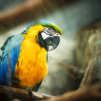 View of a blue and yellow macaw perched on a wooden branch with vibrant feathers and a sharp beak in Poland.