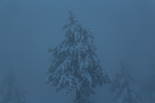 View of snow laden trees silhouetted against an ethereal foggy backdrop creating a serene almost mystical winter scene Pir Chanasi Azad Kashmir Pakistan.