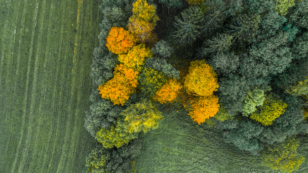 Aerial view of autumn foliage in the forest bordering a green field in Cesis Cesis Municipality Latvia. Aerial view of autumn foliage in the forest bordering a green field in Cesis Cesis Municipality Latvia.