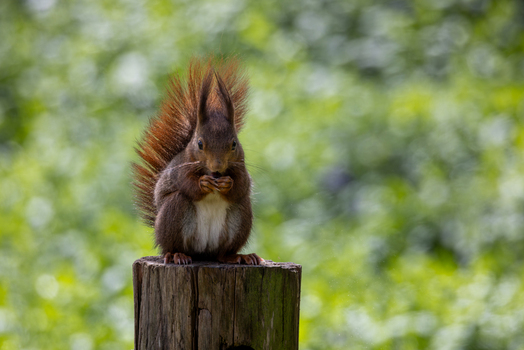 View of a red squirrel sitting on a wooden post while eating against a blurred green forest background in Mulhouse Grand Est France.