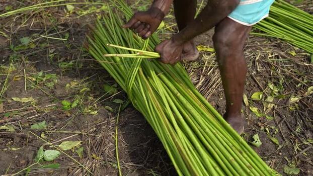 View of a farmer bundling green jute stalks in a field Bangladesh.