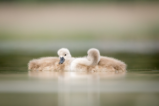 View of two fluffy swan cygnets swimming in calm water in Debrzno Pomeranian Voivodeship Poland.