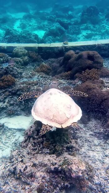 View of a sea turtle swimming over a coral reef Indonesia. View of a sea turtle swimming over a coral reef Indonesia.