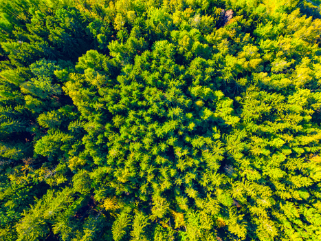 Aerial view of a dense coniferous forest with vibrant green treetops and golden sunlight filtering through the canopy in Tanvald Liberec Region Czechia.