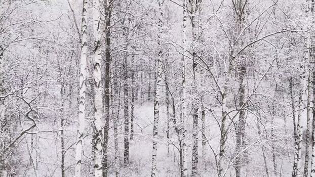 Aerial view of a snow covered forest Sweden.