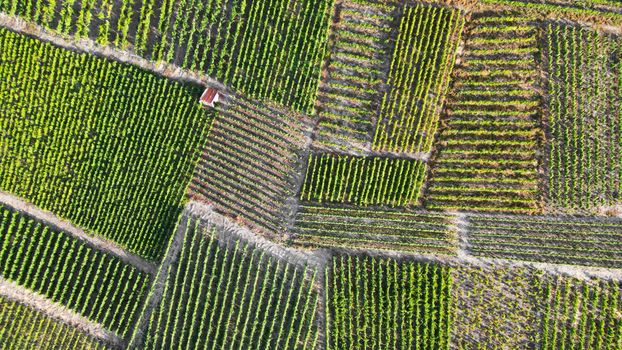 Aerial view of geometric vineyard patterns with green vines and a small shed in Leytron Valais Switzerland. Aerial view of geometric vineyard patterns with green vines and a small shed in Leytron Valais Switzerland.