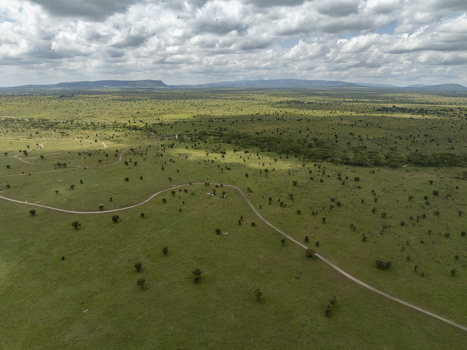 Aerial view of the vast green savanna and scattered trees of Swara Plains Conservancy with a winding dirt road under a cloudy sky in Nairobi Machakos County Kenya. Aerial view of the vast green savanna and scattered trees of Swara Plains Conservancy with a winding dirt road under a cloudy sky in Nairobi Machakos County Kenya.
