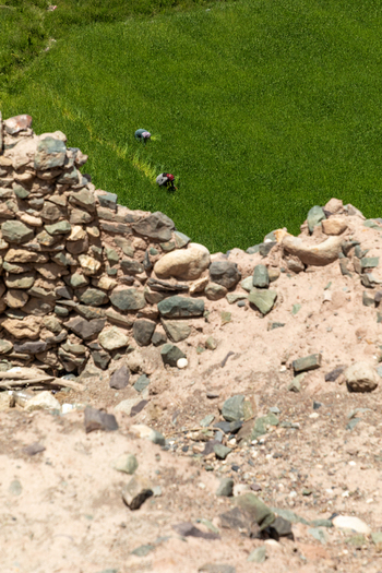 View of Charasa Gonpa with stone walls overlooking farmers working in a vibrant green field in Charasa Ladakh India.