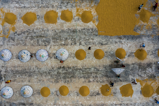 Brahmanbaria Bangladesh 15 August 2021 Aerial view of workers drying harvested grain in piles on a concrete surface while wearing traditional conical hats.