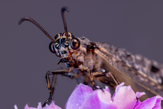 View of an owlfly insect with large compound eyes and long antennae perched on a purple flower in Wittenheim Grand Est France.
