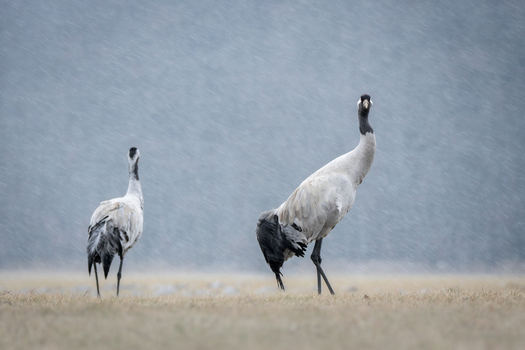 View of two common cranes standing in a field during a rain shower in Debrzno Pomeranian Voivodeship Poland.