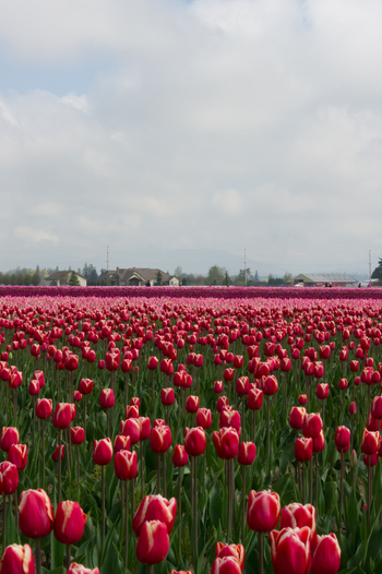 View of vibrant red and pink tulips in full bloom across a vast field under a cloudy sky in La Conner Washington United States.