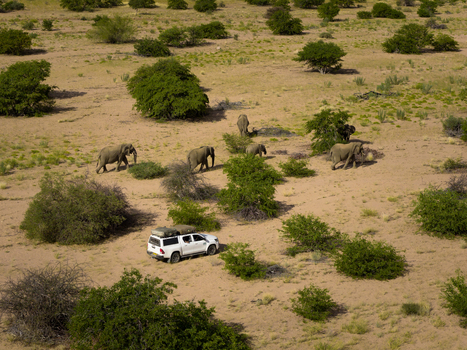 Aerial view of a herd of elephants wandering across the vast arid landscape near a vehicle under the hot sun Uis Erongo Region Namibia.
