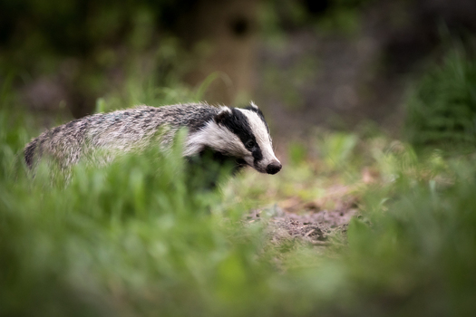 View of a European badger walking through green grass in a forest clearing in Debrzno Pomeranian Voivodeship Poland.