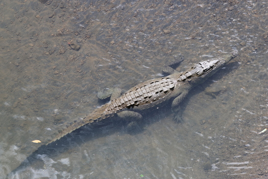View of a crocodile lurking in the murky waters its textured skin contrasting with the smooth surface blending seamlessly into its aquatic realm Quepos Puntarenas Province Costa Rica.