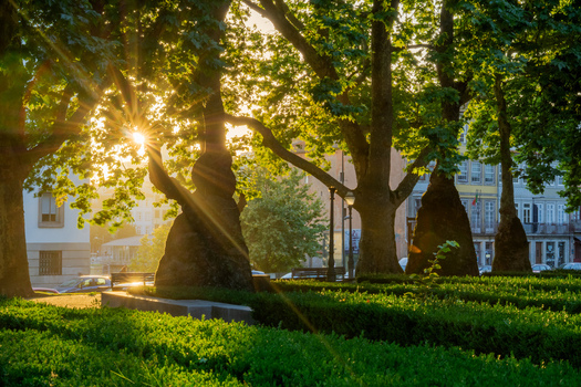 Porto Portugal 12 July 2021 View of a serene park where sunlight filters through the trees casting warm rays on the verdant grass and creating a harmonious blend of light and shadow. Porto Portugal 12 July 2021 View of a serene park where sunlight filters through the trees casting warm rays on the verdant grass and creating a harmonious blend of light and shadow.