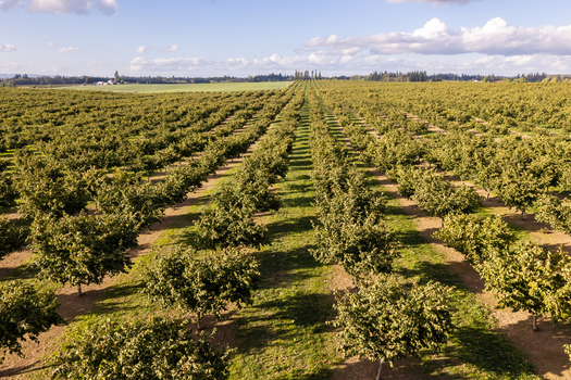 Aerial view of a vast hazelnut farm with rows of trees stretching across the landscape in Woodburn Oregon United States. Aerial view of a vast hazelnut farm with rows of trees stretching across the landscape in Woodburn Oregon United States.