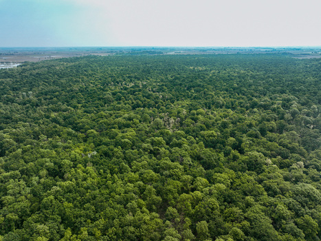Aerial view of the dense green forest canopy of Parco Naturale del Bosco delle Sorti della Partecipanza under a clear sky in Trino Piemonte Italy. Aerial view of the dense green forest canopy of Parco Naturale del Bosco delle Sorti della Partecipanza under a clear sky in Trino Piemonte Italy.