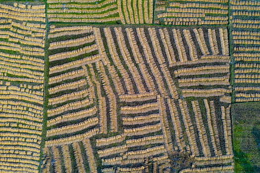 Aerial view of golden harvested rice stalks arranged in geometric patterns across agricultural fields in Panchagarh Rangpur Division Bangladesh. Aerial view of golden harvested rice stalks arranged in geometric patterns across agricultural fields in Panchagarh Rangpur Division Bangladesh.