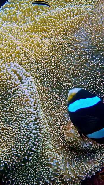 View of a clownfish swimming near a sea anemone in Indonesia. View of a clownfish swimming near a sea anemone in Indonesia.
