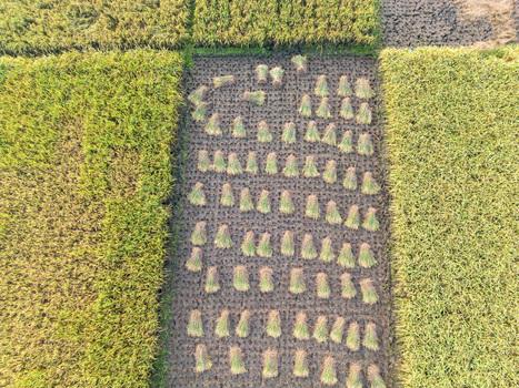 Aerial view of harvested rice bundles arranged in rows on a field in Kebumen Central Java Indonesia. Aerial view of harvested rice bundles arranged in rows on a field in Kebumen Central Java Indonesia.