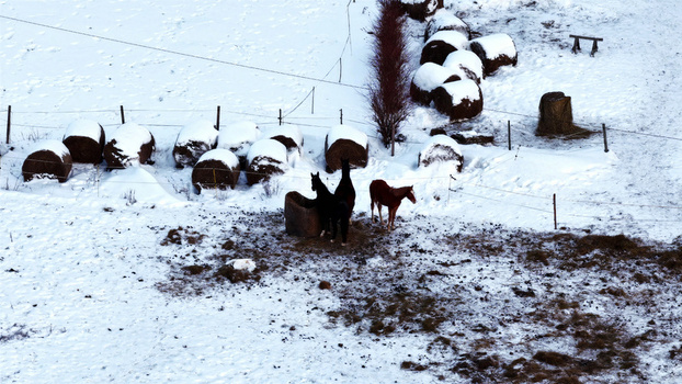 Aerial view of horses standing in a snowy field with hay bales scattered across the landscape Latvija. Aerial view of horses standing in a snowy field with hay bales scattered across the landscape Latvija.