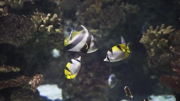 View of tropical butterflyfish swimming near coral reefs in Barcelona Spain.