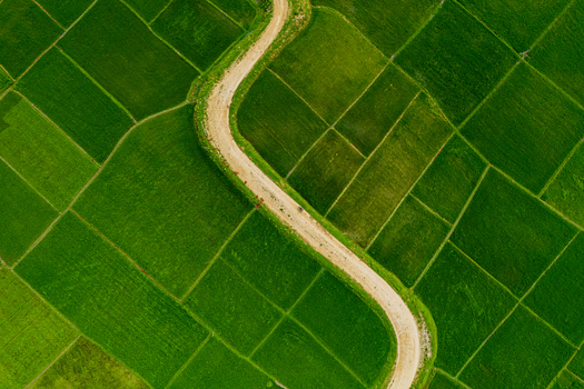 Aerial view of a winding dirt road cutting through vibrant green rice paddies in Nepal.