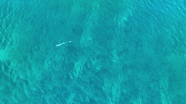 Aerial view of a fish swimming in clear turquoise water Maldives. Aerial view of a fish swimming in clear turquoise water Maldives.