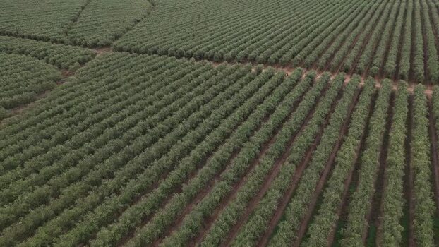 Aerial view of agricultural fields with neat rows Portugal. Aerial view of agricultural fields with neat rows Portugal.